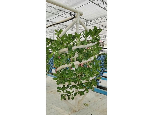 無土栽培大螺旋種植