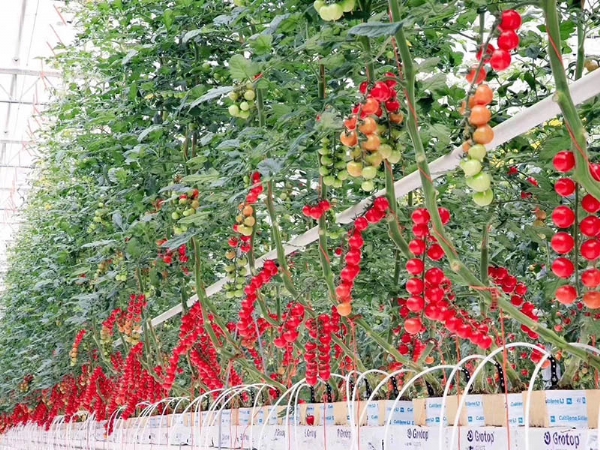 荷蘭模式種植番茄